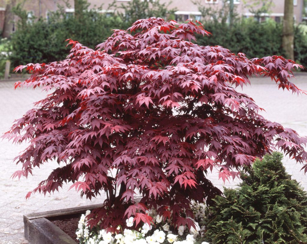 Acer palmatum ‘Bloodgood’