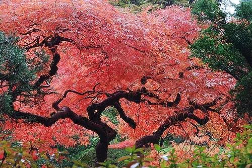 Acer palmatum ‘Crimson Queen’