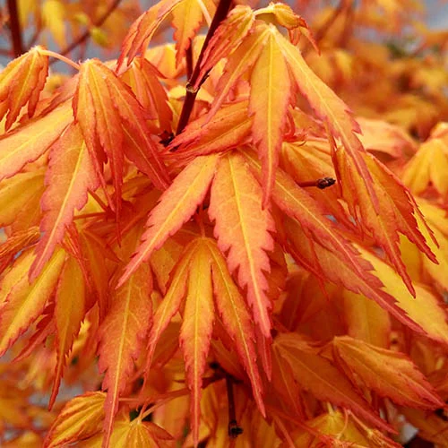 Acer palmatum ‘Katsura’