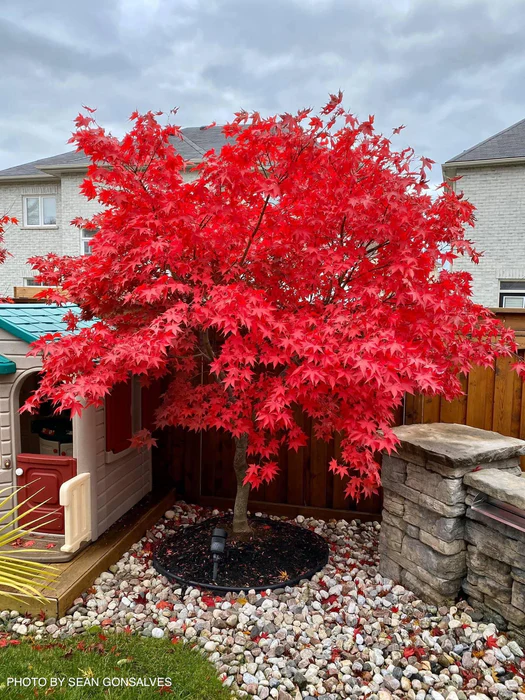 Acer palmatum ‘Osakazuki’