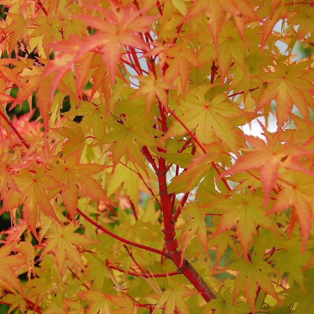 Acer palmatum ‘Sango Kaku’