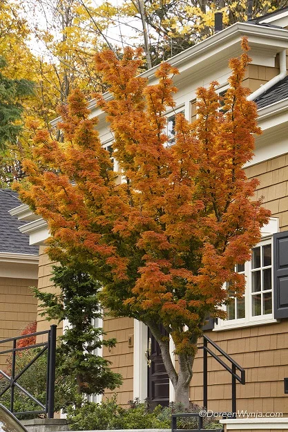 Acer palmatum ‘Shishigashira’