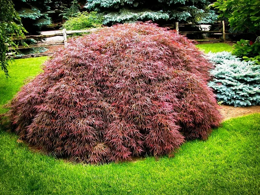 Acer palmatum ‘Tamukeyama