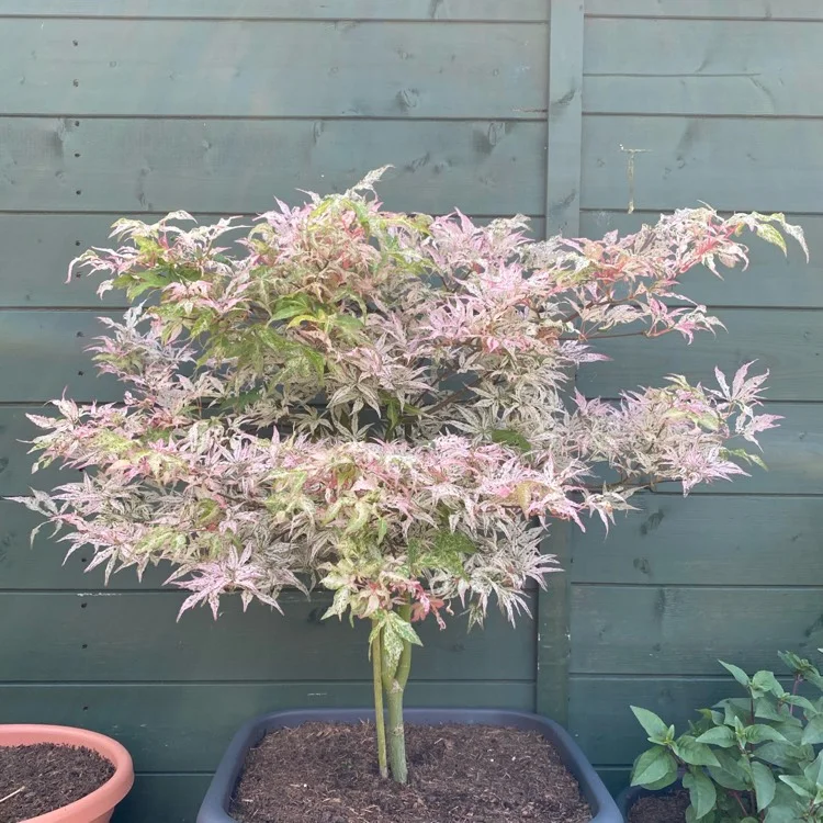 Acer palmatum ‘Ukigumo’