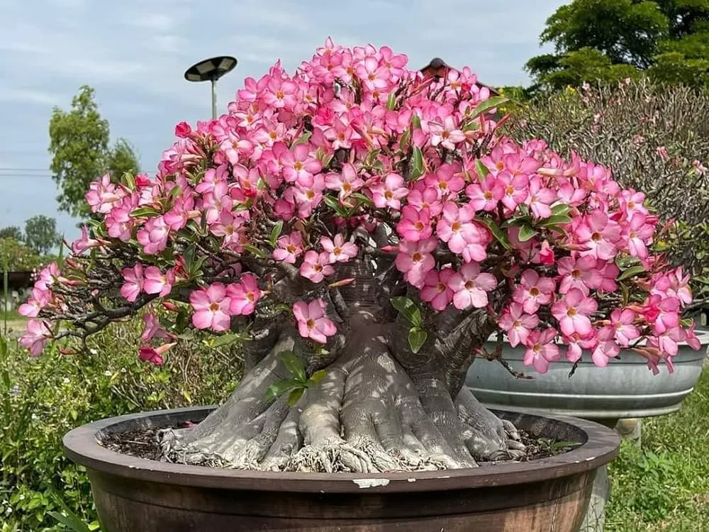 Adenium arabicum