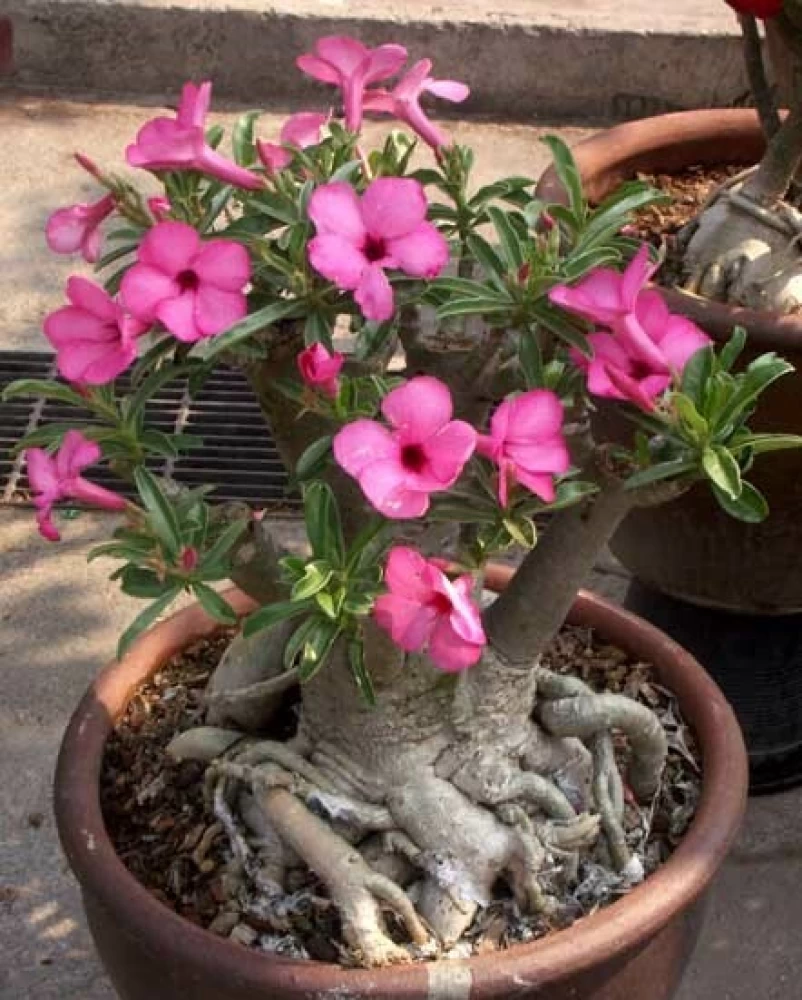 Adenium boehmianum