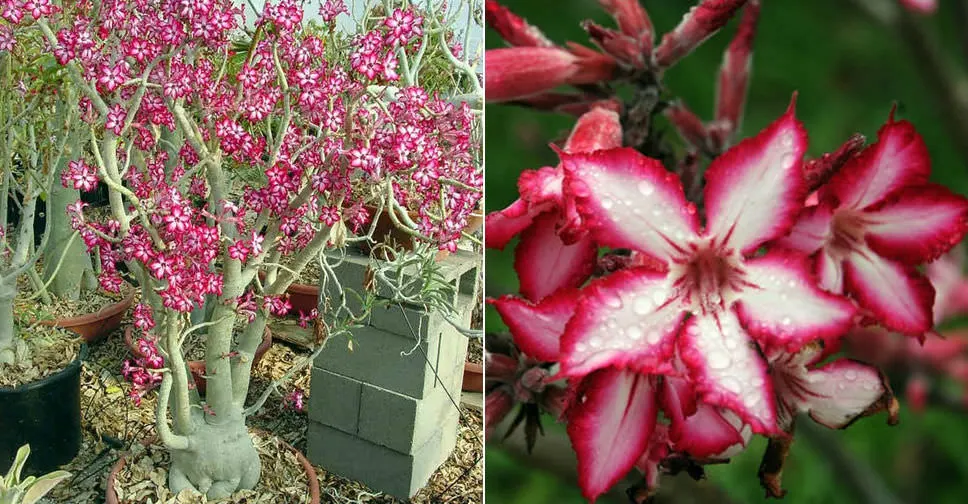 Adenium multiflorum