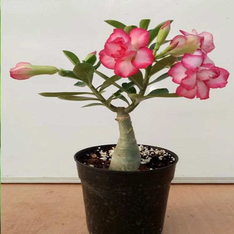 Adenium obesum