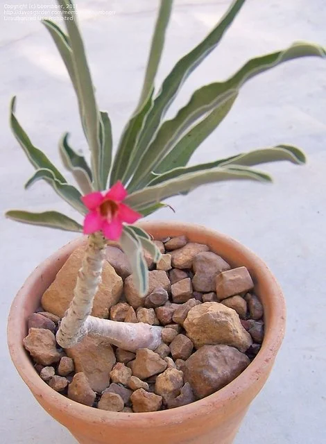 Adenium oleifolium