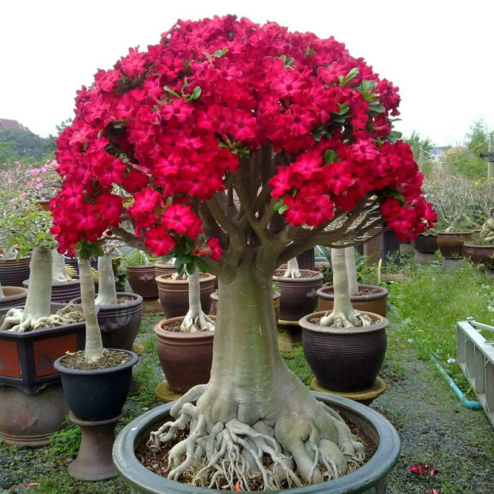 Adenium somalense