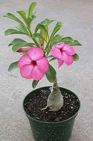 Adenium swazicum