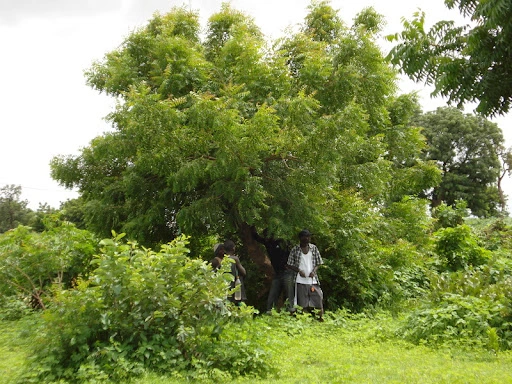 African Neem (Azadirachta indica var. siamensis)