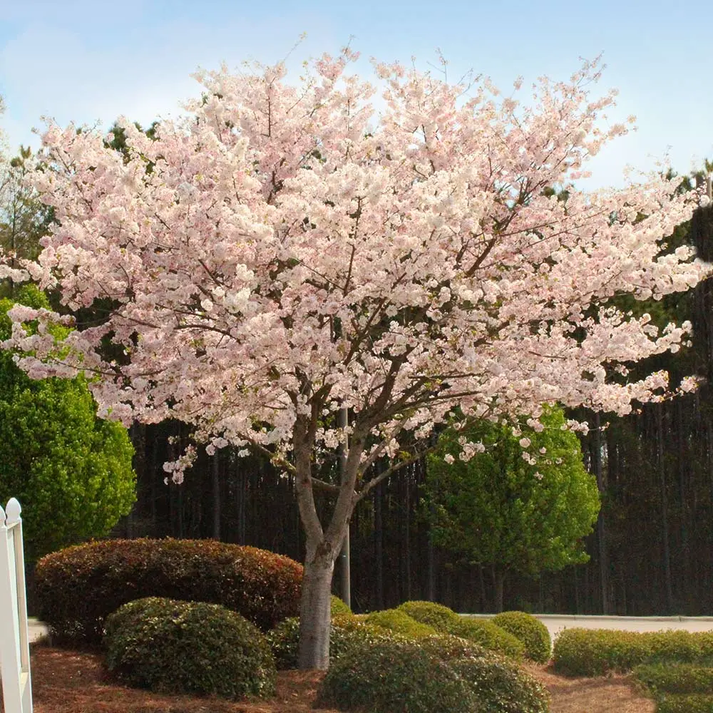 Autumn Cherry (Prunus subhirtella 'Autumnalis')