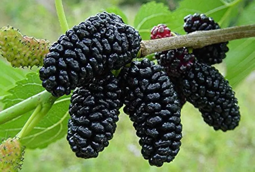 Black Mulberry (Morus nigra)