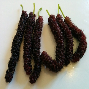 Black Pakistan Mulberry