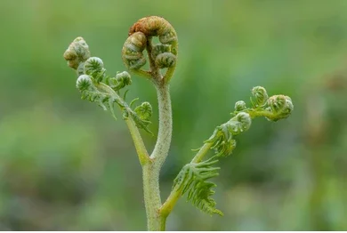 Bracken Fern (Pteridium aquilinum)