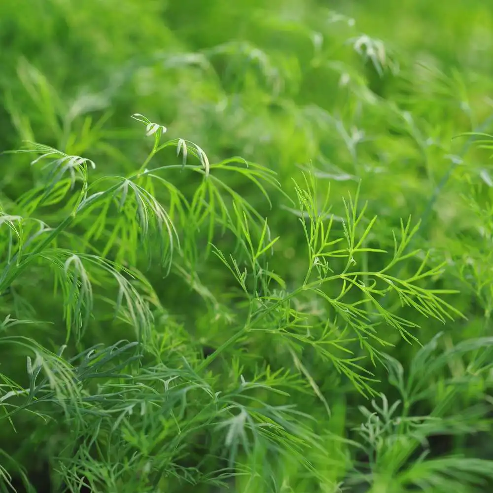 Calypso Coriander (Coriandrum sativum 'Calypso')