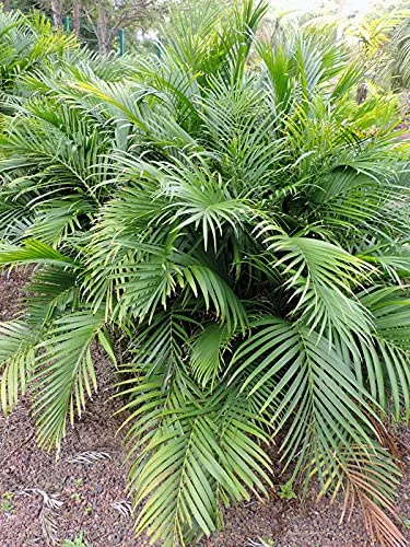 Chamaedorea cataractarum (Cat Palm)