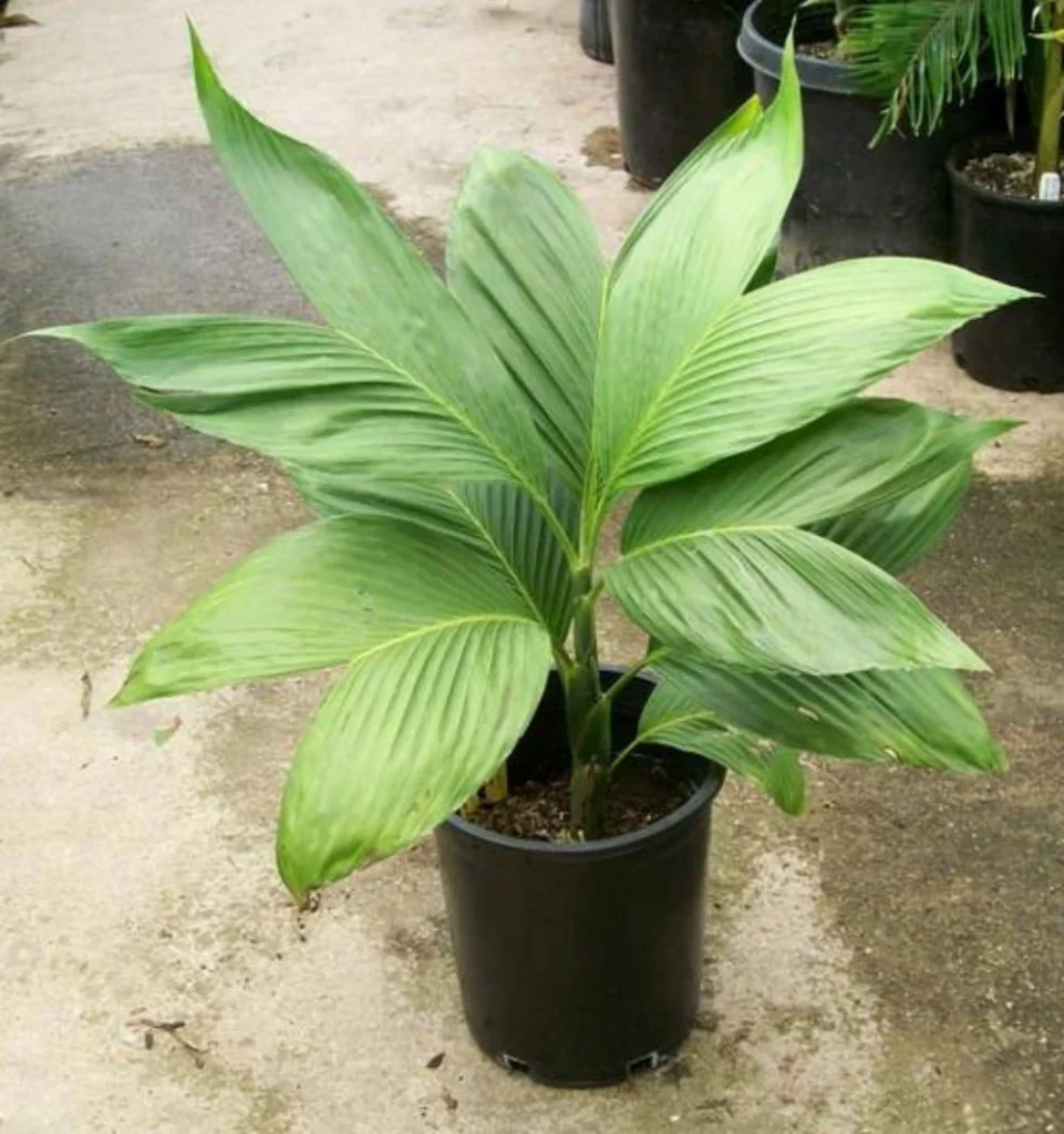 Chamaedorea ernesti-augustii (Parlor Palm)