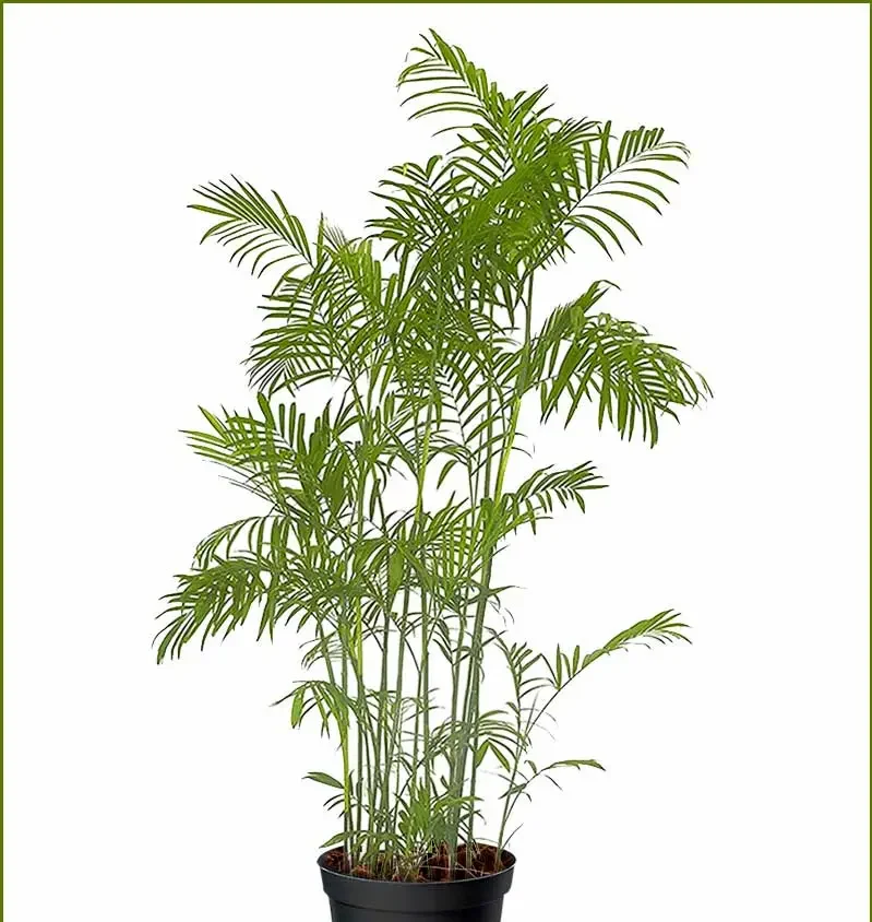 Chamaedorea seifrizii (Bamboo Palm)