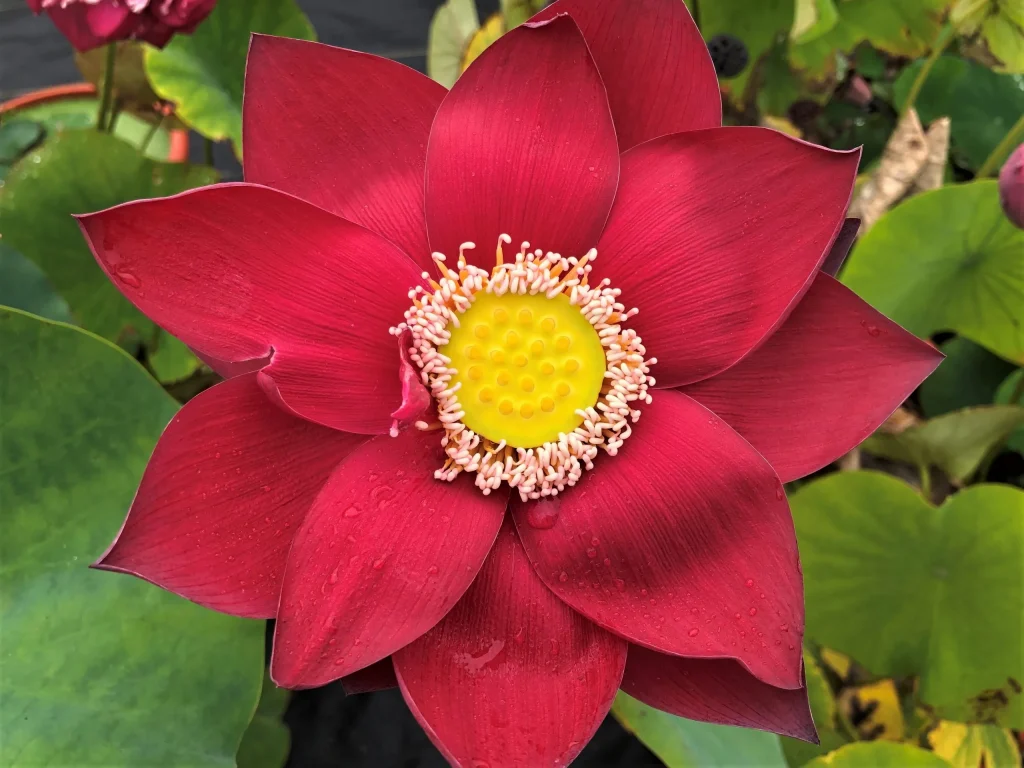 Chinese Red Beijing Lotus (Nelumbo nucifera 'Hongqiao Hong')