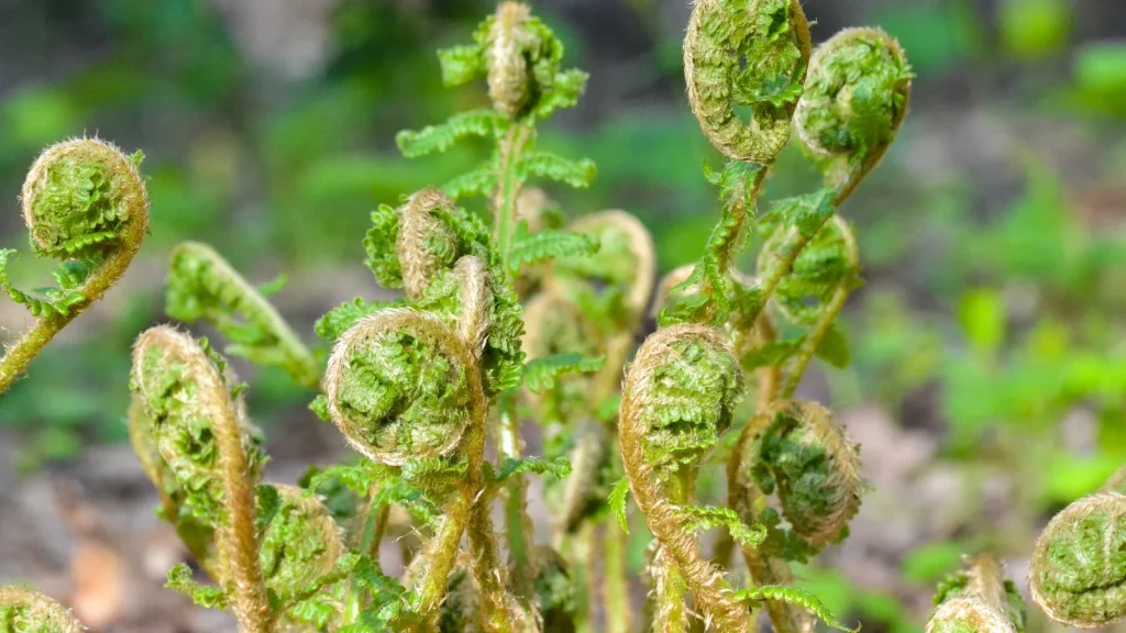 Cinnamon Fern (Osmundastrum cinnamomeum)