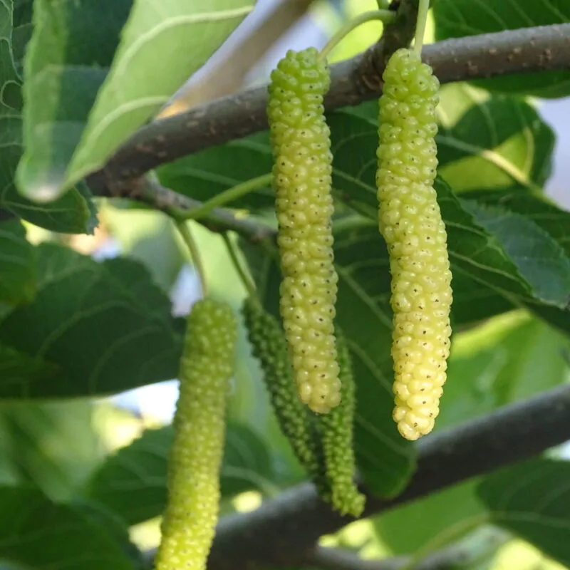 Common Mulberry