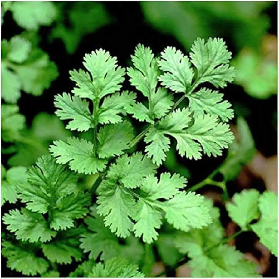 Leisure Coriander (Coriandrum sativum 'Leisure')