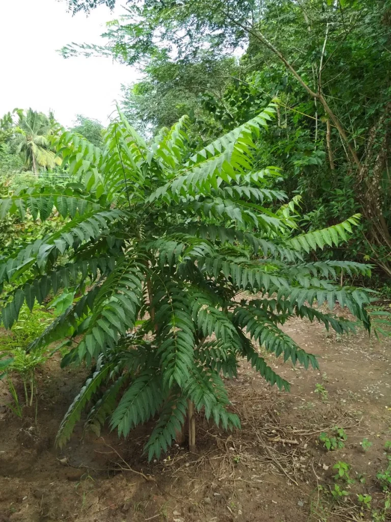 Hybrid Neem Trees