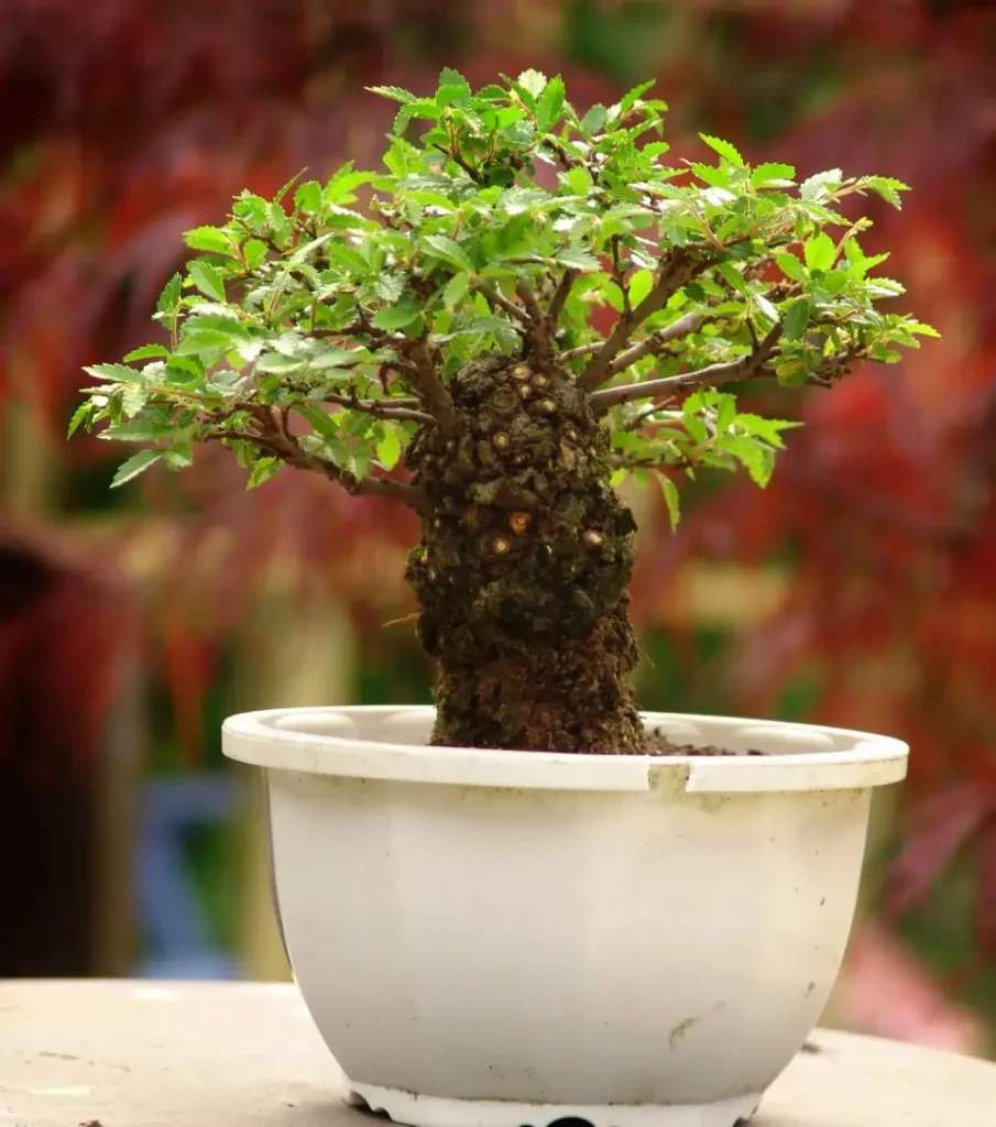 Cork Bark Chinese Elm (Ulmus parvifolia 'Corticosa')