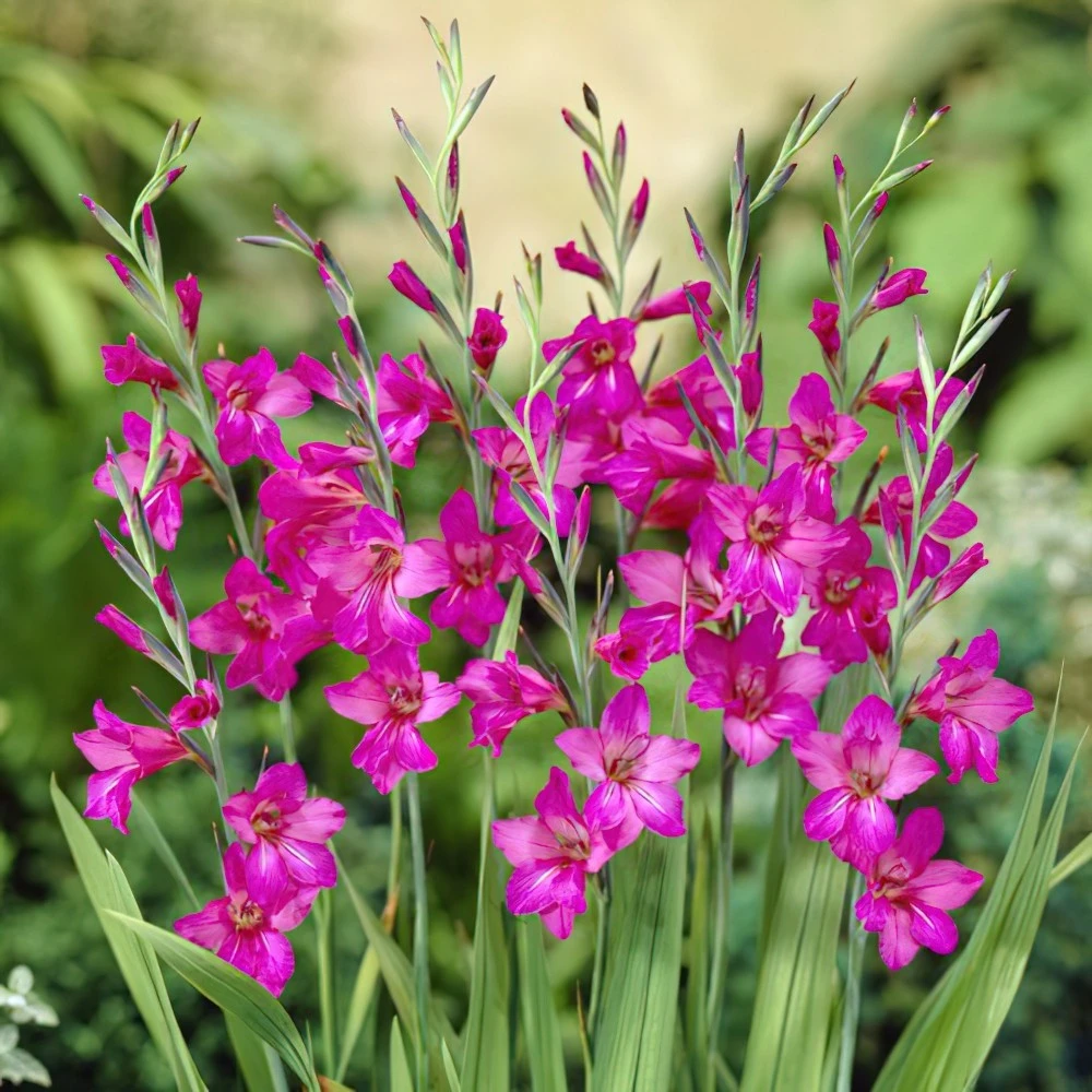 Dwarf Gladiolus