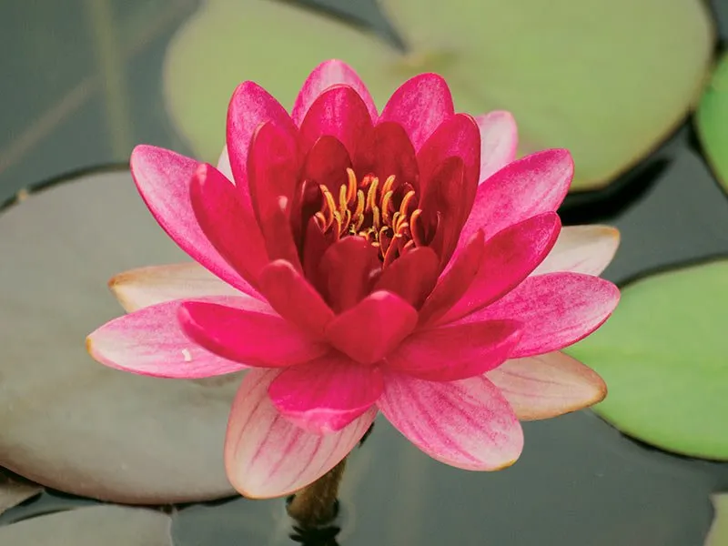 Dwarf Lotus (Nelumbo nucifera 'Perry's Baby Red')