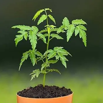 Dwarf Neem Varieties