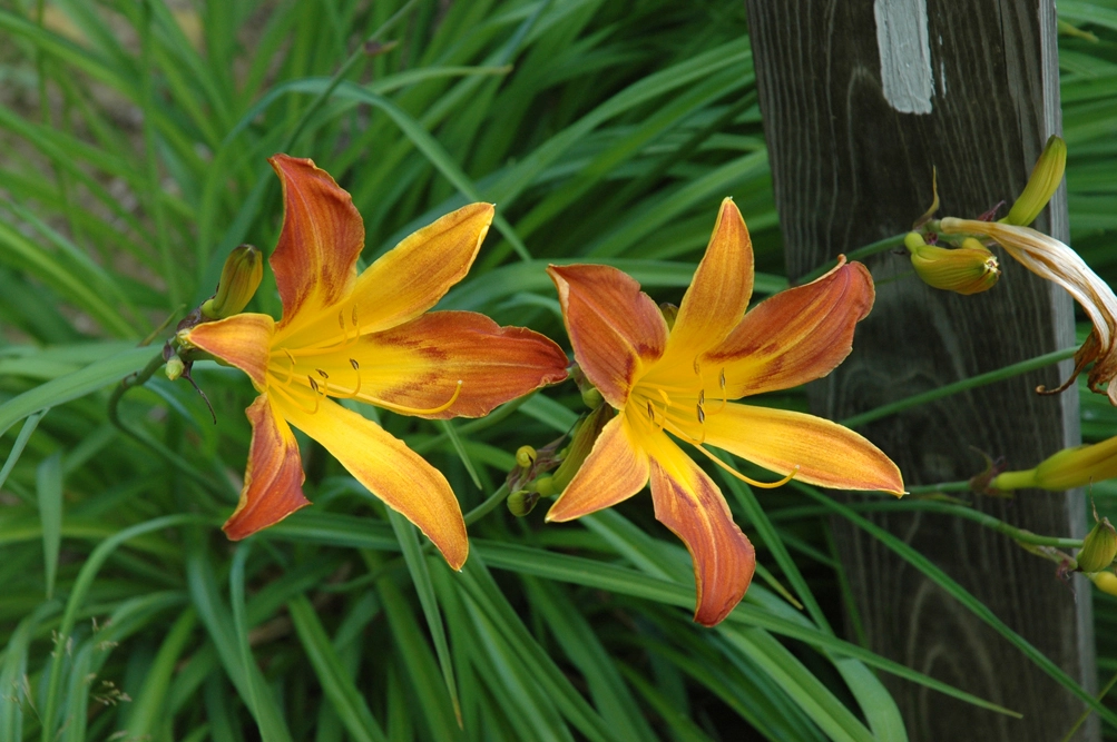 Early Bloomers