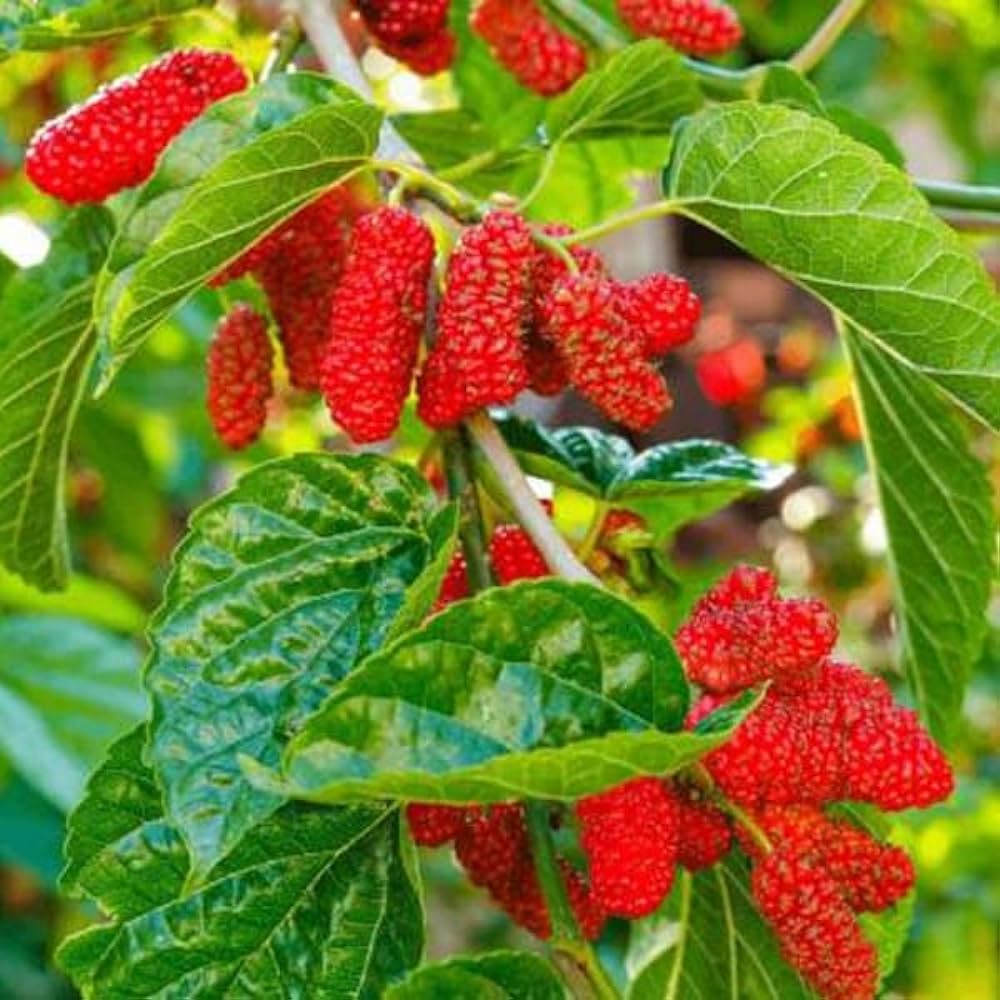 Eastern Red Mulberry