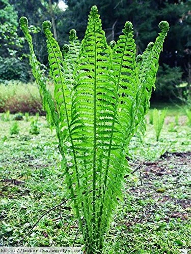 Fiddlehead Ferns