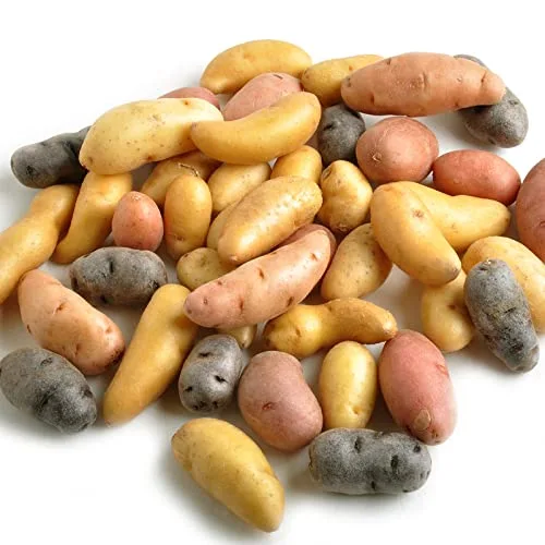 Fingerling Bur Ka Potato