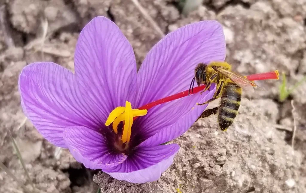 Greek Saffron Crocus flower