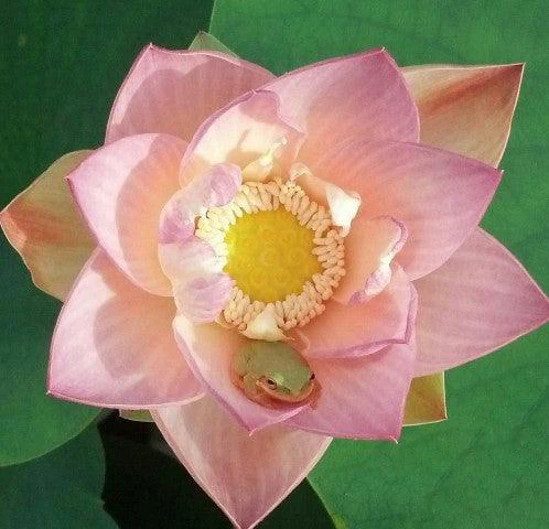 Green Lotus (Nelumbo nucifera 'Green Maiden')