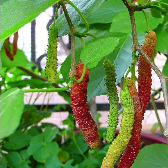 Himalayan Mulberry (Morus macroura)