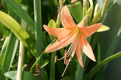 Hippeastrum 'Amaryllis Belladonna'