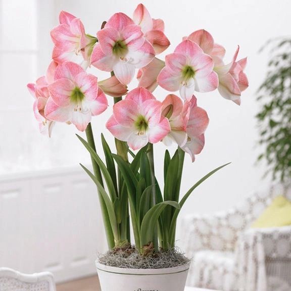 Hippeastrum 'Apple Blossom'