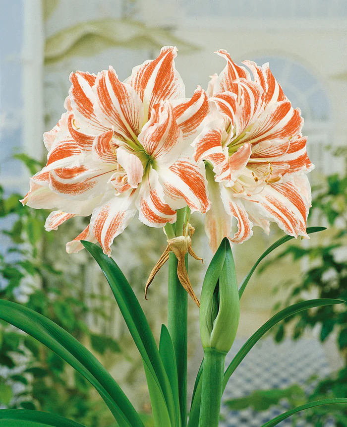 Hippeastrum 'Dancing Queen'