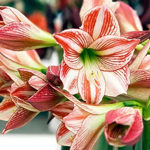 Hippeastrum 'Exotica'