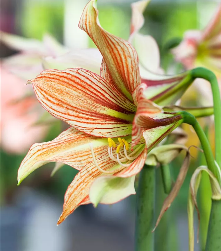 Hippeastrum 'Giraffe'