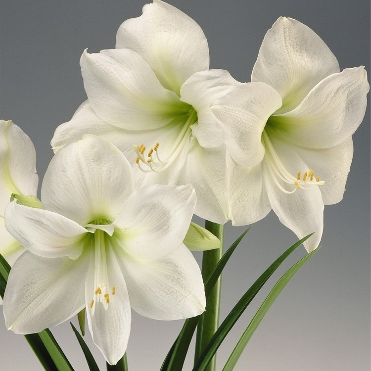 Hippeastrum 'Mont Blanc'