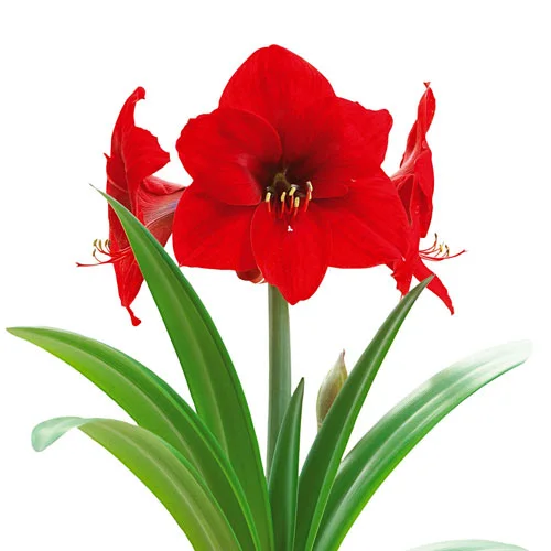 Hippeastrum 'Red Lion'