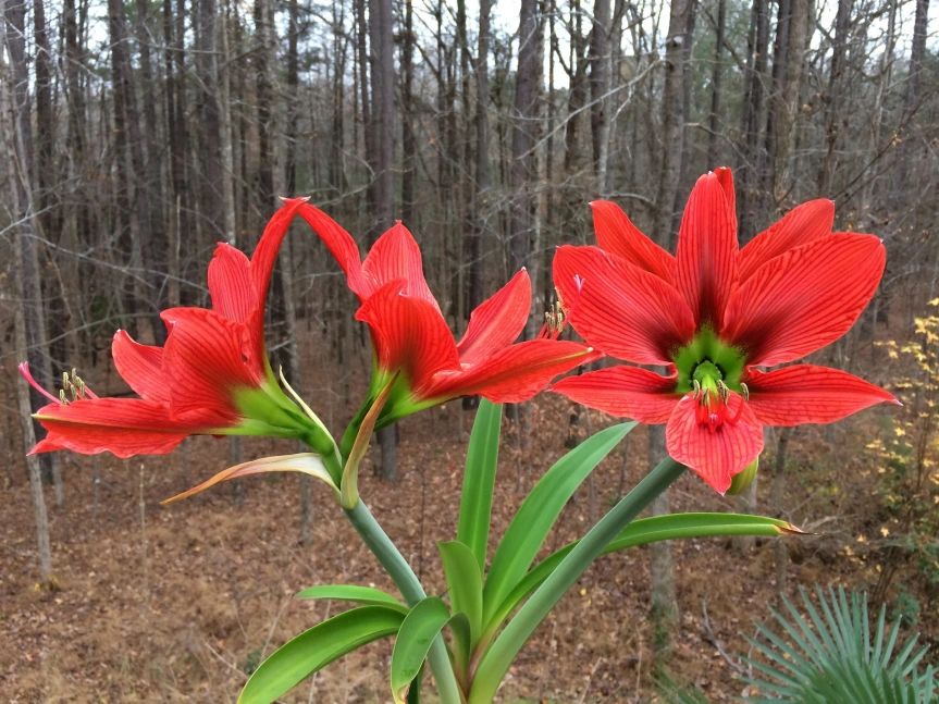 Hippeastrum 'Starry Night'