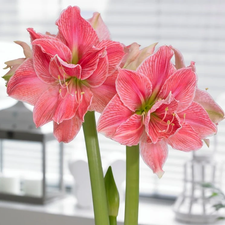 Hippeastrum 'Sweet Nymph'