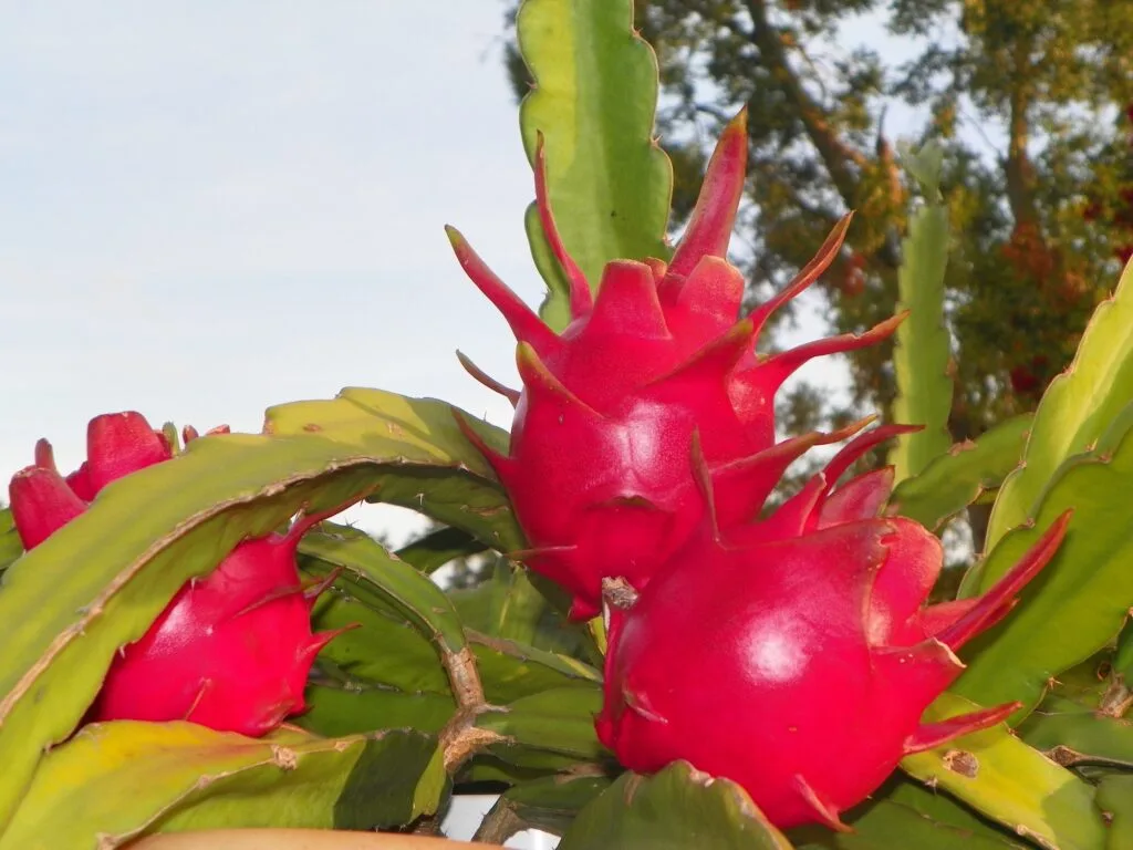 Hylocereus guatemalensis